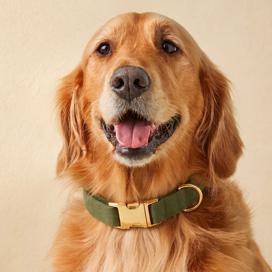 Collar Liso Para Perros