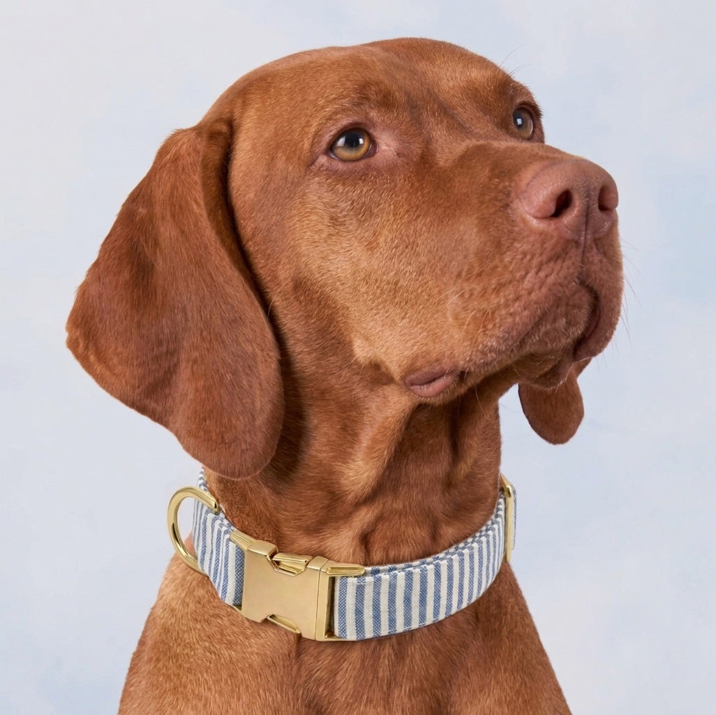 Collar Estampado Para Perros